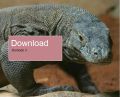  komodo 